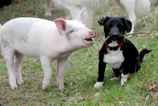 Photo:  dog and pig